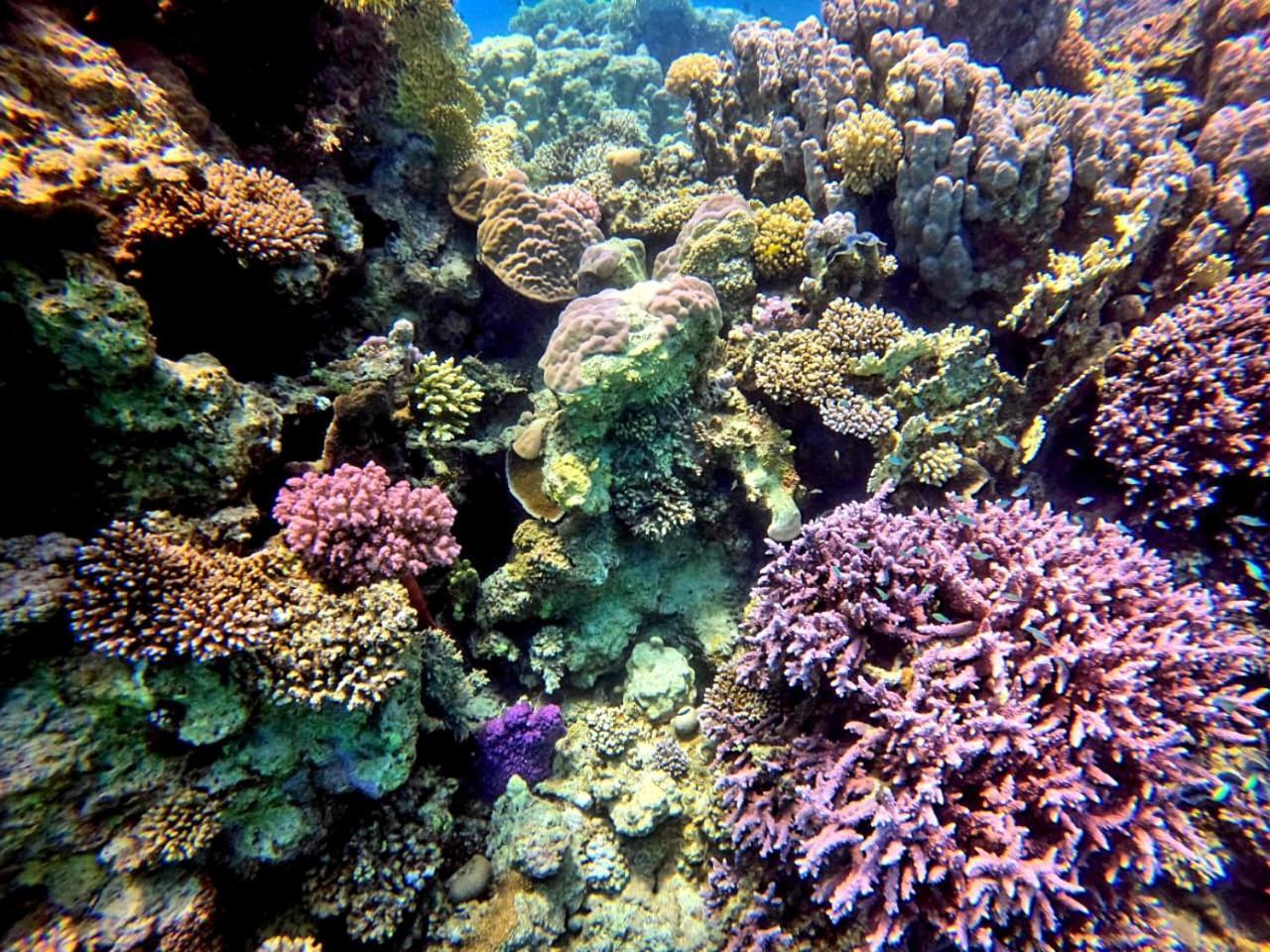 Marsa Alam Alam B&B מראה חיצוני תמונה
